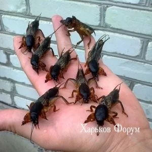 c6db2f5b5f680a05d7c08d.webp