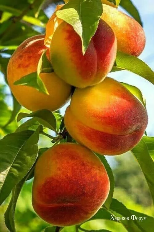 c6fde5958eaf4361d9e.webp