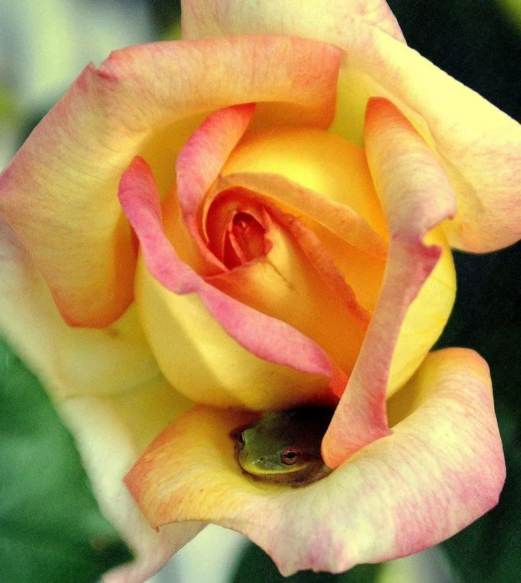 c6jcga.webp