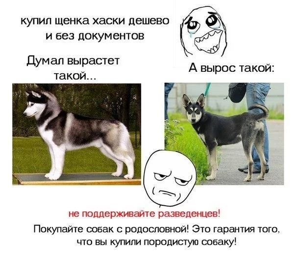 c7mhlldtmucewhmk2.webp