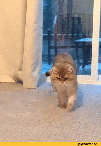 c83e864dc99e06c3be3.gif