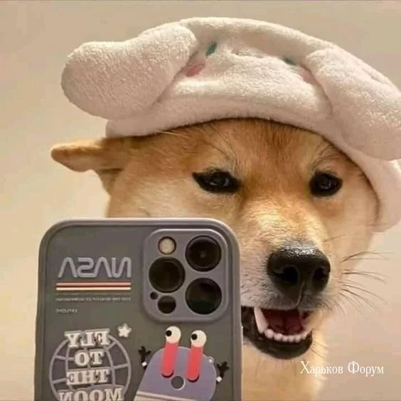 c8c001edbf78105e4e3e7.webp