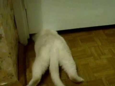 c8haca.webp
