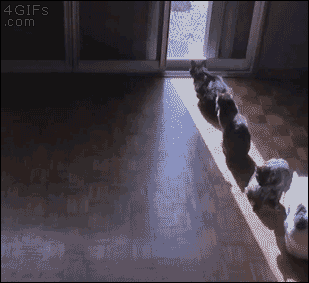 c9690b1250671c7d52.gif