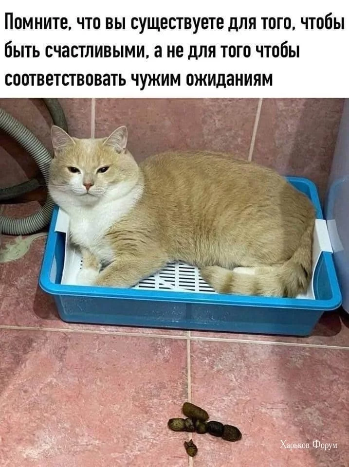 c98d7022954b9dbd0c8.webp