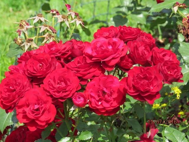 c9bfbc.webp