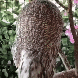 c9e5999ba79971580c.gif