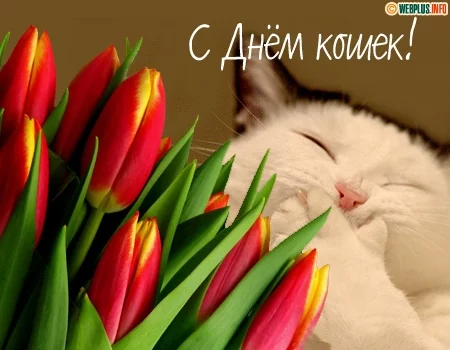 c_2292_wdc05c.webp