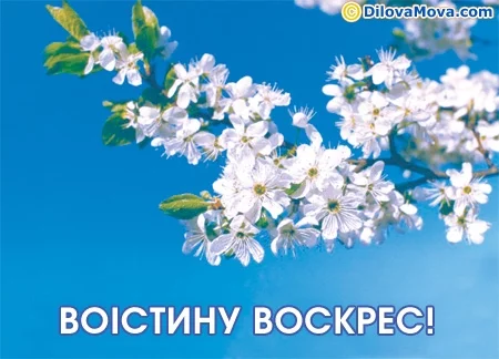 c_460_dmph02c.webp