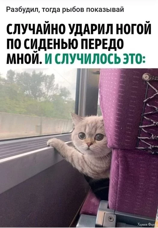 c_ohc=9qiUOB3mV6QAX_v4RbC&_nc_ht=scontent.fiev25-1.webp