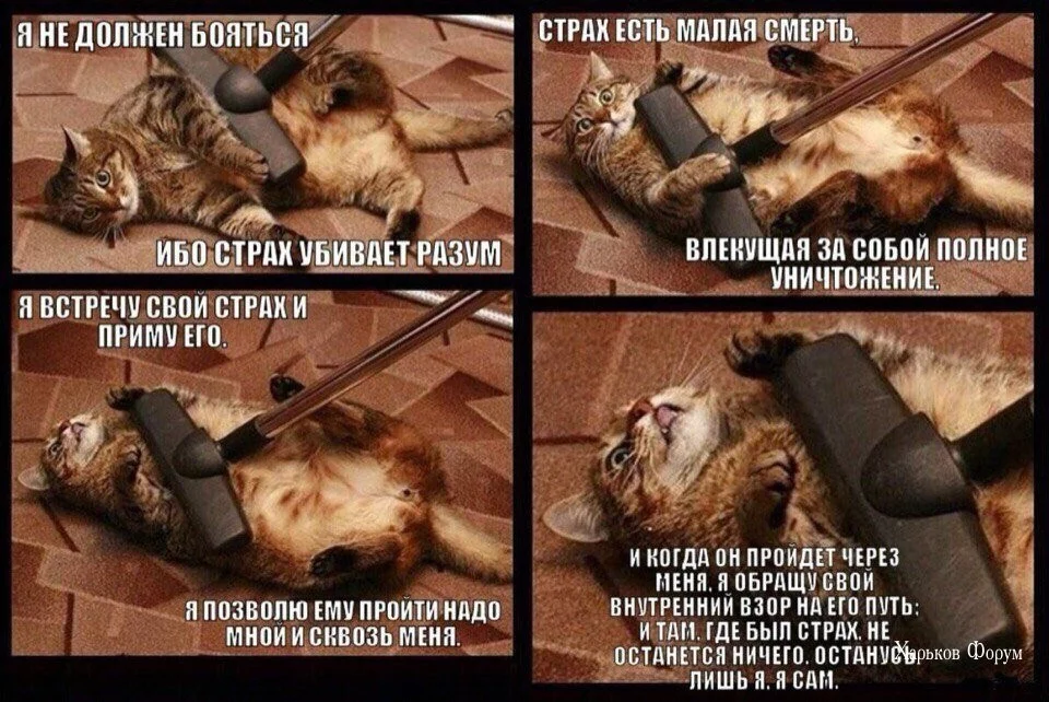 ca3cfb1eea88890eed9e5.webp