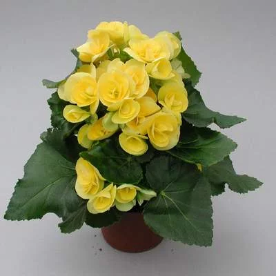 ca5dcd.webp