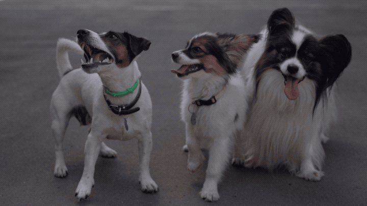 ca70317a0edfdb9d156d31fac2f3a4b5.gif