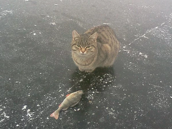 CA7vReDzh6M.webp