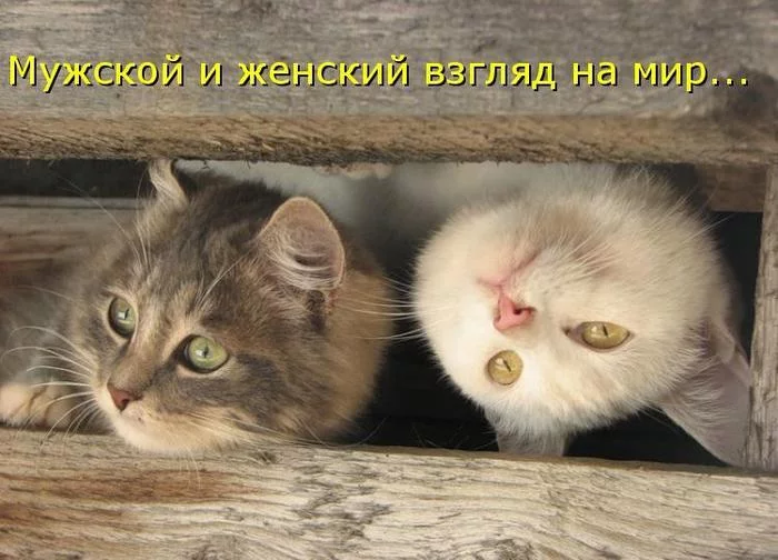 ca9dbe.webp