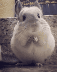cab0b3e0d7afd8b7986a2.gif