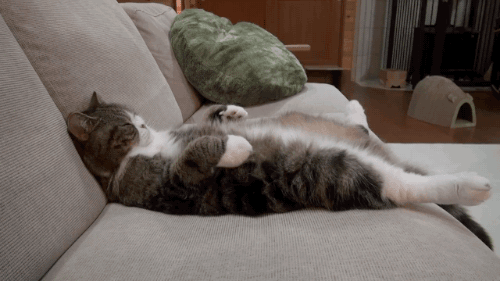 cae8cj.gif