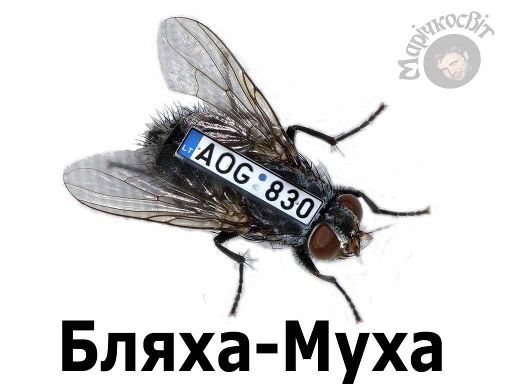 cagdh7.jpg