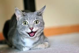 cAHqW4We57Nwp0JAPX0gaGEoYyCXrRStIKoUqJufutYjDnJkRw.webp