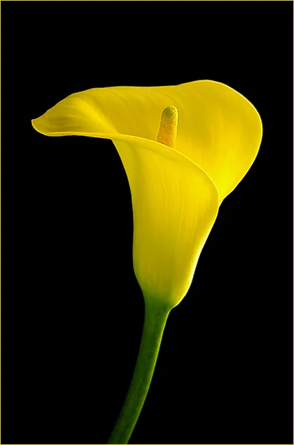 calla.webp