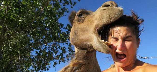 camel-eats-tourist.webp