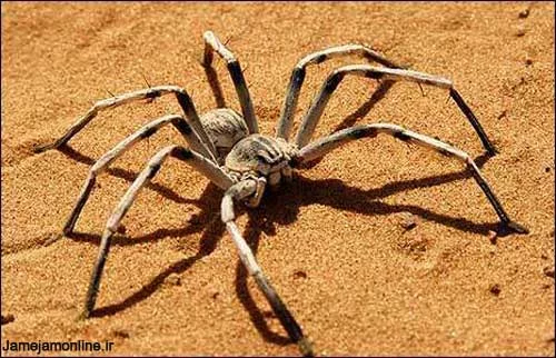 camel-spider.webp