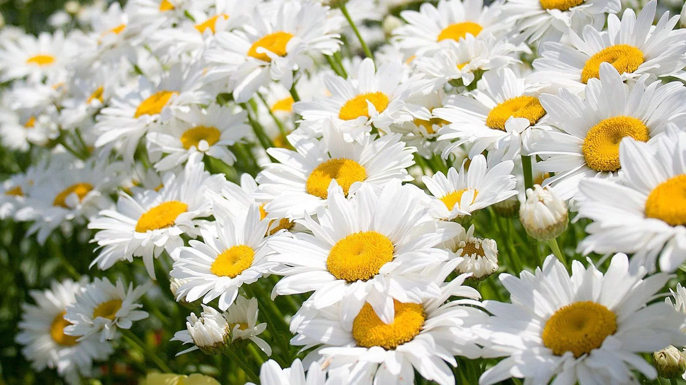 camomile-wallpaper-1366x768.webp