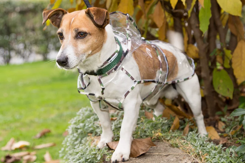 cane-jack-russell-raincoat-ferplast-impermeabile.webp