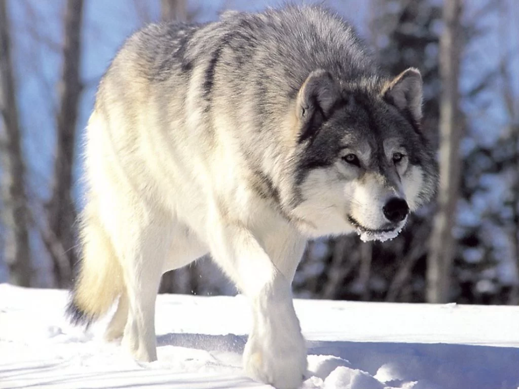 Canis_lupus_265b.webp