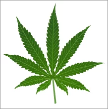 cannabis_leaf.webp