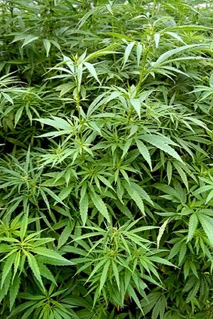 Cannabis_sativa.webp