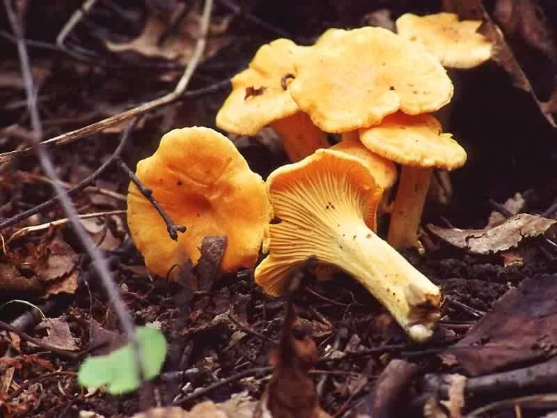 Cantharellus_cibarius_1.webp