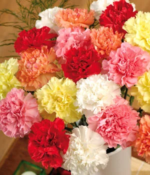 carnations.webp