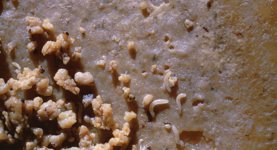 Casu-Marzu-larvae_cr.jpg