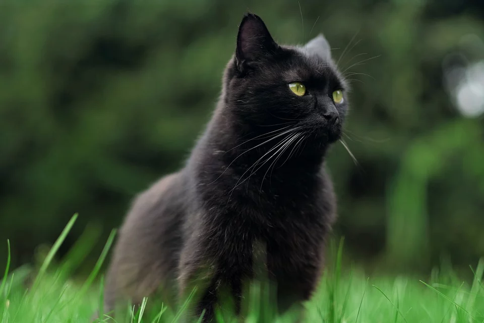 cat-4541889_960_720.webp