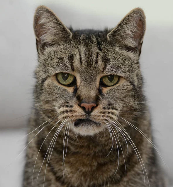 cat-578180.webp
