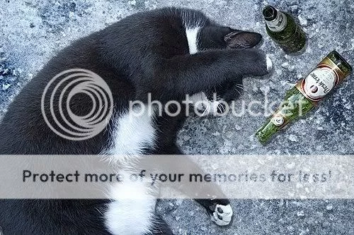 cat-beer-08.webp