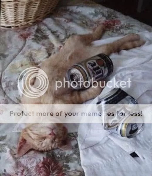 cat-beer-14.webp