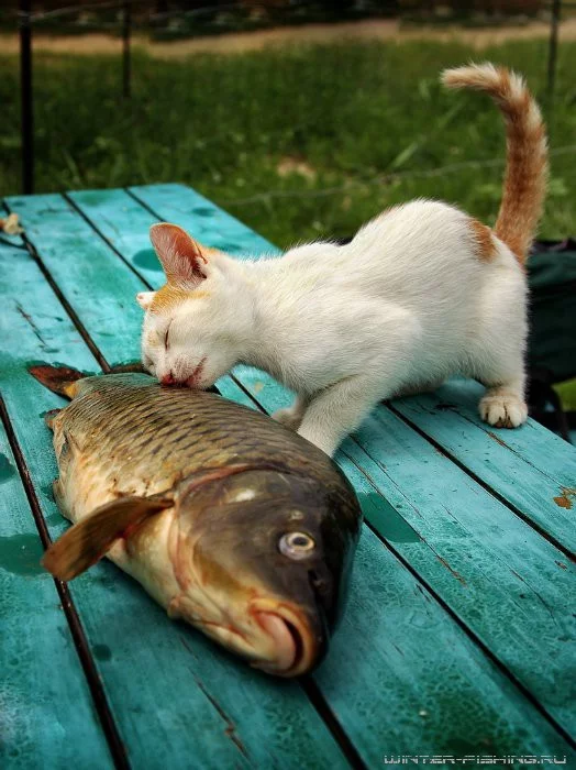 cat-bigfish-02.webp