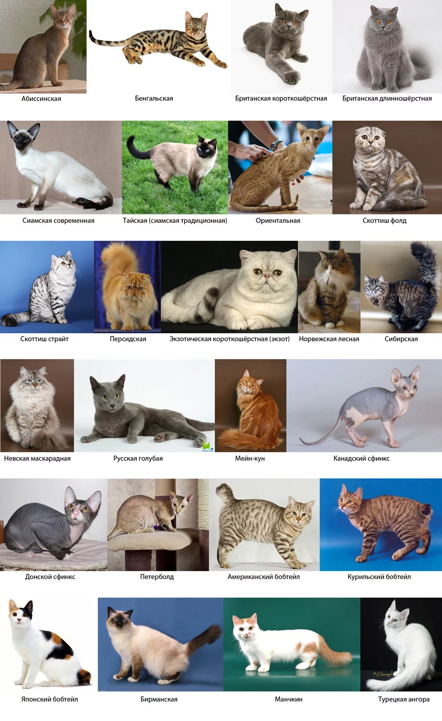 Cat-Breeds-low.webp