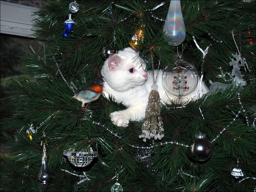 cat-christmas-tree-006.webp