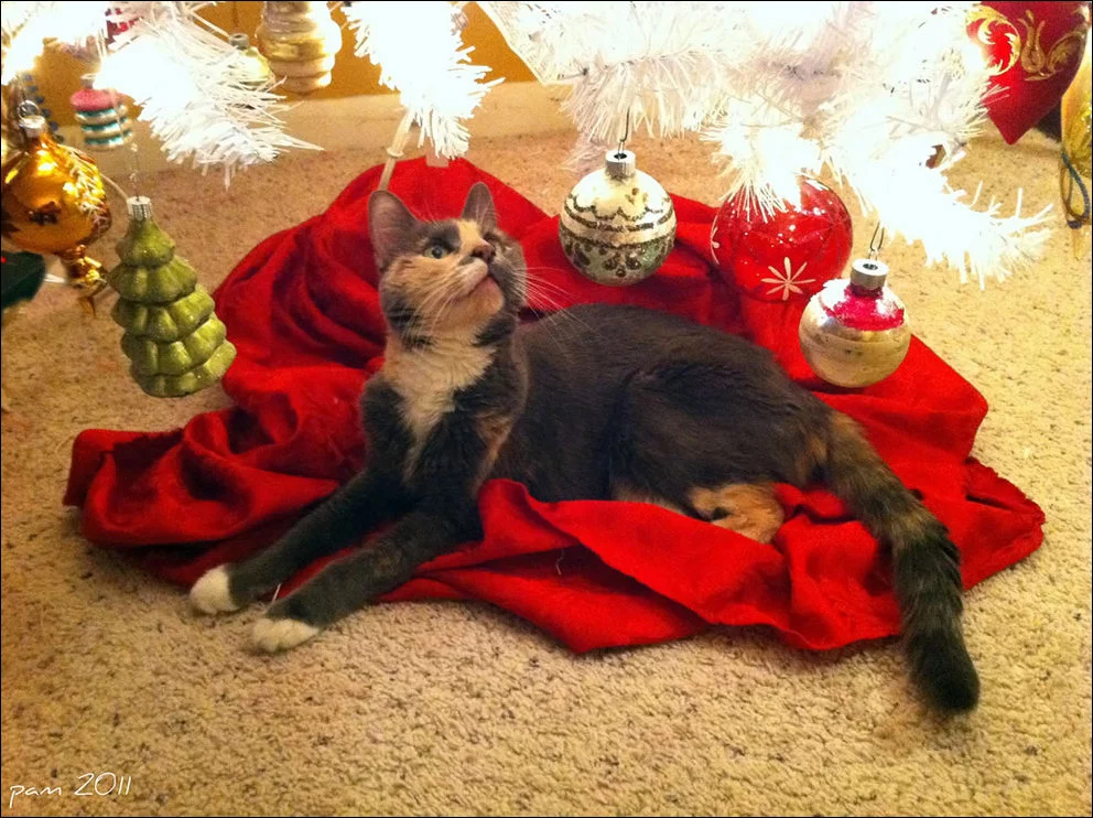 cat-christmas-tree-009.webp