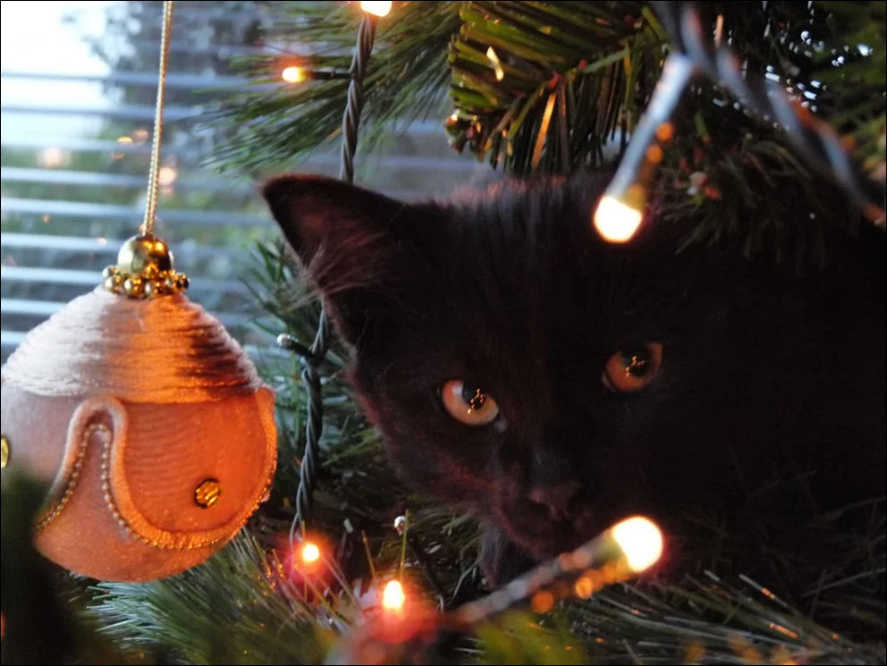 cat-christmas-tree-014.webp
