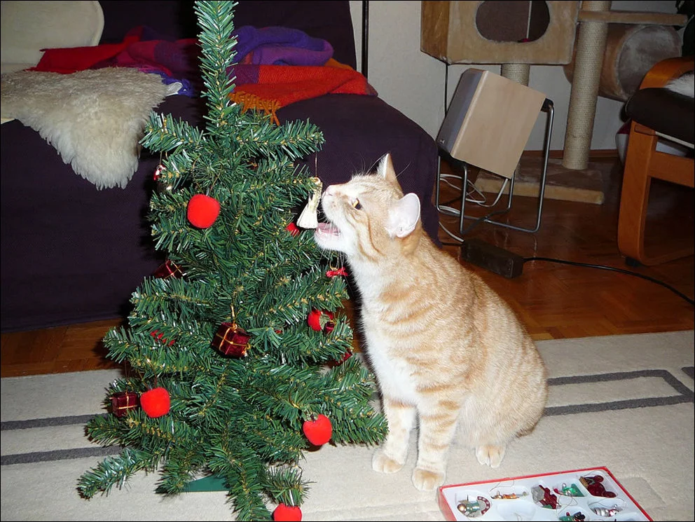 cat-christmas-tree-035.webp