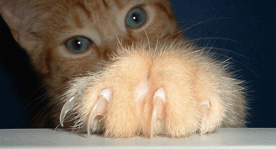 cat+claws.gif