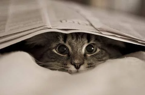 Cat-Gif-animals-29036122-480-315.webp