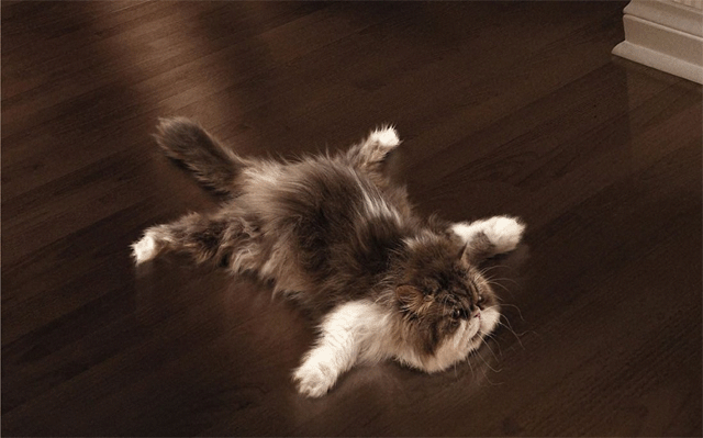 cat.gif