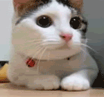 cat.gif