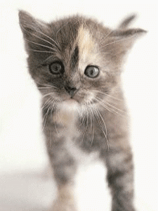 cat-gif2.gif