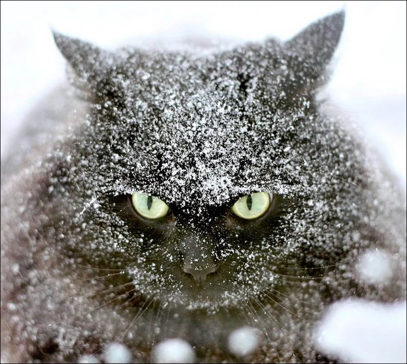 cat-in-snow-004.webp